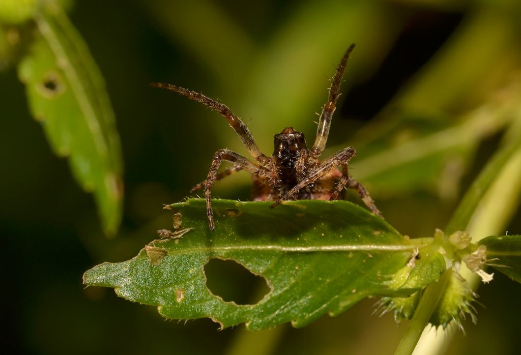 Araneidae:  Gibbaranea bituberculata - Grosseto